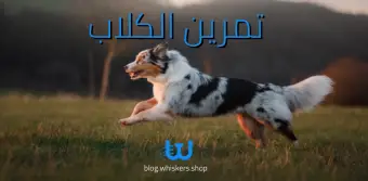 تمرين الكلاب