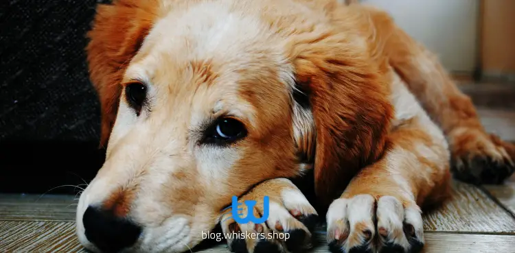 سرطان الغدد الليمفاوية عند الكلاب