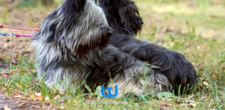 كلب سكاي تيرير 5 كل ما تريد معرفته حول كلب سكاي تيرير | معلومات، صور وأكثر 1 كل ما تريد معرفته حول كلب سكاي تيرير | معلومات، صور وأكثر