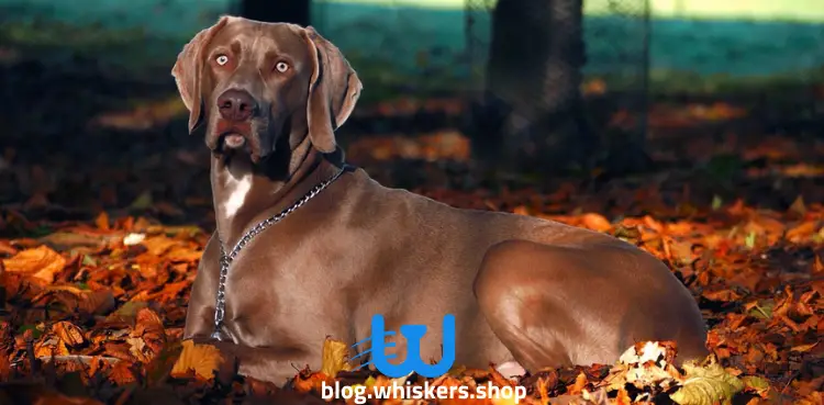 كلب وايمري 6 السمنة عند الكلاب: الأسباب، المخاطر، العلاج وأكثر 5 السمنة عند الكلاب: الأسباب، المخاطر، العلاج وأكثر