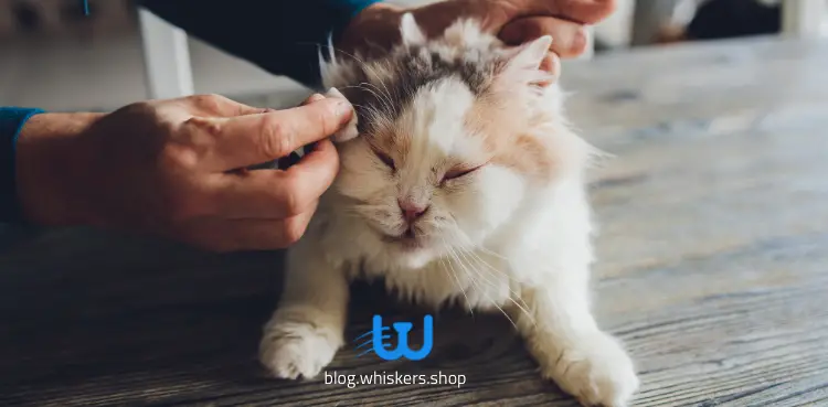 كيفية تنظيف عيون القطط من الإفرازات؟