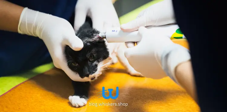 كيفية علاج الديدان عند القطط من الصيدليه البشريه؟