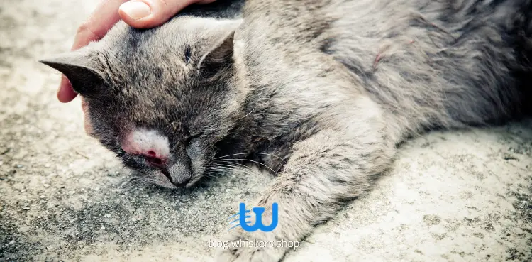 كيفية علاج الديدان عند القطط من الصيدليه البشريه؟