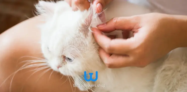 كيفية عمل محلول منزلي لتنظيف أذن القطط