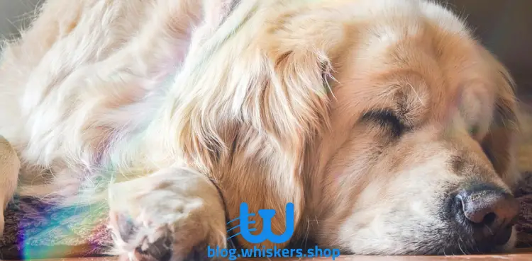 نوم الكلاب 3 ماذا تعلم عن مرض الدهليز في الكلاب؟ اكتشف كل شيء عنه الآن 3 ماذا تعلم عن مرض الدهليز في الكلاب؟ اكتشف كل شيء عنه الآن