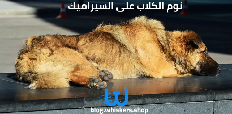 نوم الكلاب على السيراميك: تعرف على الأسباب والأضرار