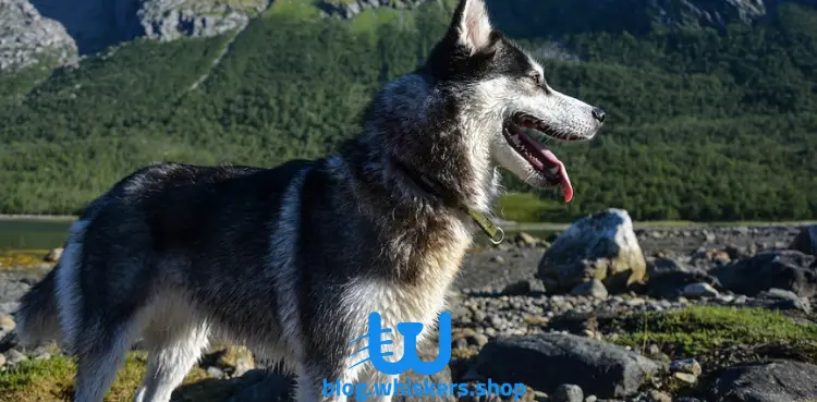 هاسكي 6 اسعار كلاب الهاسكي: تعرف على أسعار السلالة في 2022 2 اسعار كلاب الهاسكي: تعرف على أسعار السلالة في 2022
