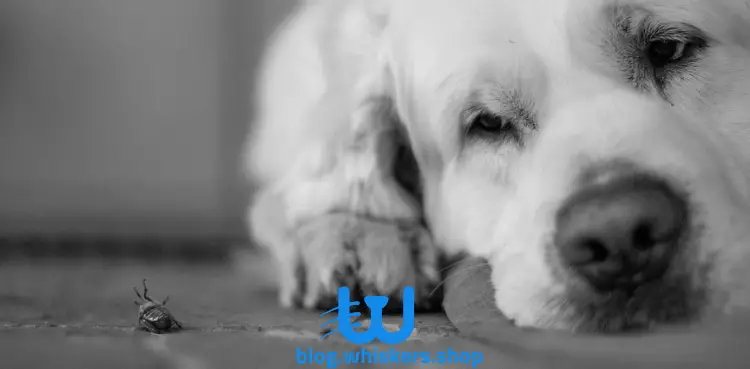 1 4 1 الجفاف عند الكلاب: الأسباب، الأعراض وأكثر 4 الجفاف عند الكلاب: الأسباب، الأعراض وأكثر
