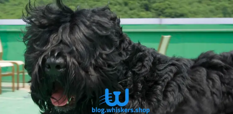 1 4 كل ما تريد معرفته عن كلب الترير الروسي الأسود - معلومات وصور وأكثر 1 كل ما تريد معرفته عن كلب الترير الروسي الأسود - معلومات وصور وأكثر