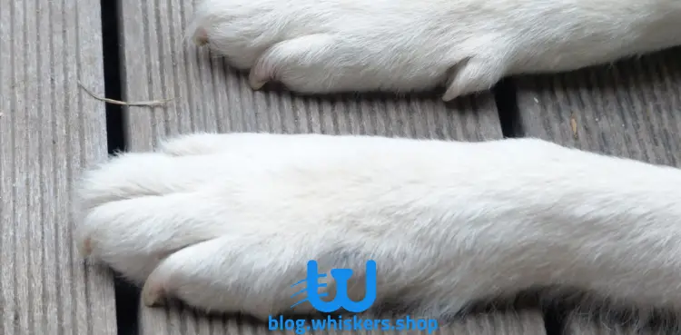 2 التهابات جلد القدم عند الكلاب: ما هي الأسباب والأعراض وطرق العلاج؟ 3 التهابات جلد القدم عند الكلاب: ما هي الأسباب والأعراض وطرق العلاج؟