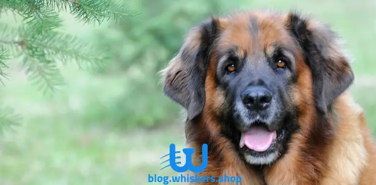 22 كل ما تريد معرفته عن كلب ليونبيرجير – معلومات وصور وأكثر 1 كل ما تريد معرفته عن كلب ليونبيرجير – معلومات وصور وأكثر