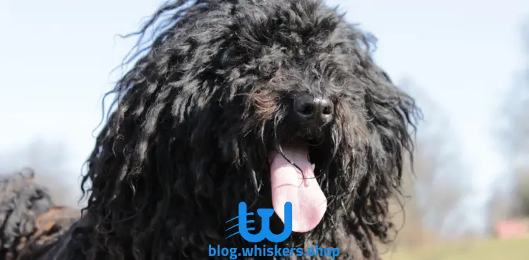 3 3 كل ما تريد معرفته عن كلب الترير الروسي الأسود - معلومات وصور وأكثر 3 كل ما تريد معرفته عن كلب الترير الروسي الأسود - معلومات وصور وأكثر