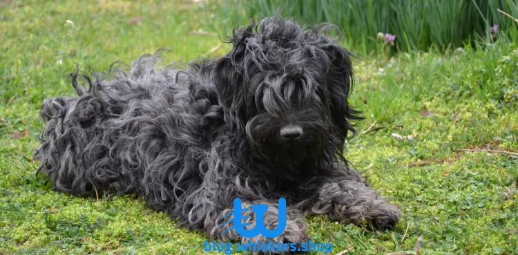 4 3 كل ما تريد معرفته عن كلب الترير الروسي الأسود - معلومات وصور وأكثر 4 كل ما تريد معرفته عن كلب الترير الروسي الأسود - معلومات وصور وأكثر