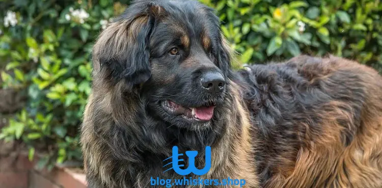 44 كل ما تريد معرفته عن كلب ليونبيرجير – معلومات وصور وأكثر 2 كل ما تريد معرفته عن كلب ليونبيرجير – معلومات وصور وأكثر