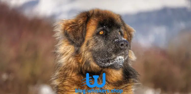 55 كل ما تريد معرفته عن كلب ليونبيرجير – معلومات وصور وأكثر 4 كل ما تريد معرفته عن كلب ليونبيرجير – معلومات وصور وأكثر