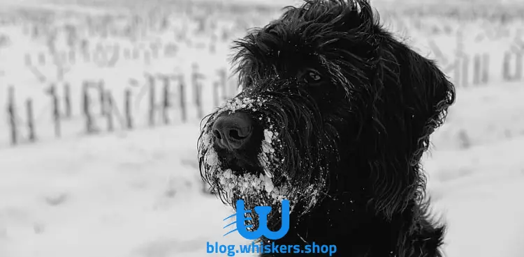 7 2 كل ما تريد معرفته عن كلب الترير الروسي الأسود - معلومات وصور وأكثر 7 كل ما تريد معرفته عن كلب الترير الروسي الأسود - معلومات وصور وأكثر