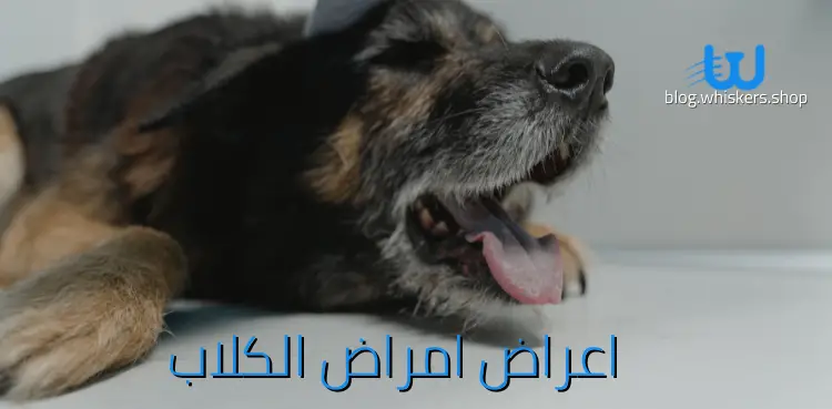 اعراض امراض الكلاب| 7 علامات يسهل ملاحظتها على الكلب المريض