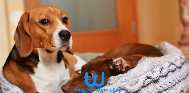 بيجل 3 تعرف على كل شيء يتعلق بـ الحمل الكاذب عند الكلاب 4 تعرف على كل شيء يتعلق بـ الحمل الكاذب عند الكلاب