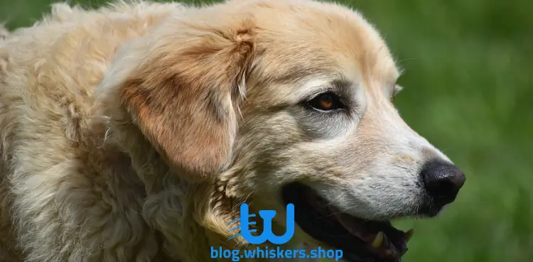 جولدن 6 كل شيء يخص التهاب الجريبات في الكلاب: الأسباب، الأعراض وأكثر 7 كل شيء يخص التهاب الجريبات في الكلاب: الأسباب، الأعراض وأكثر