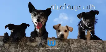 كلاب عربية أصيلة