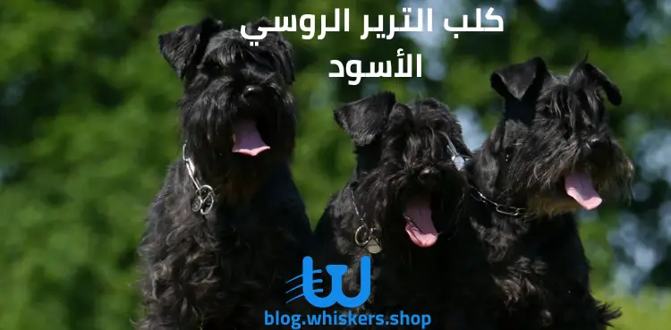 كل ما تريد معرفته عن كلب الترير الروسي الأسود – معلومات وصور وأكثر