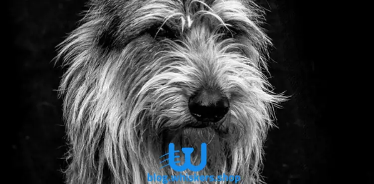 كلب بيرجر بيكارد 4 كل شيء عن تسمم الدم عند الكلاب: الأسباب، الأعراض وأكثر 2 كل شيء عن تسمم الدم عند الكلاب: الأسباب، الأعراض وأكثر