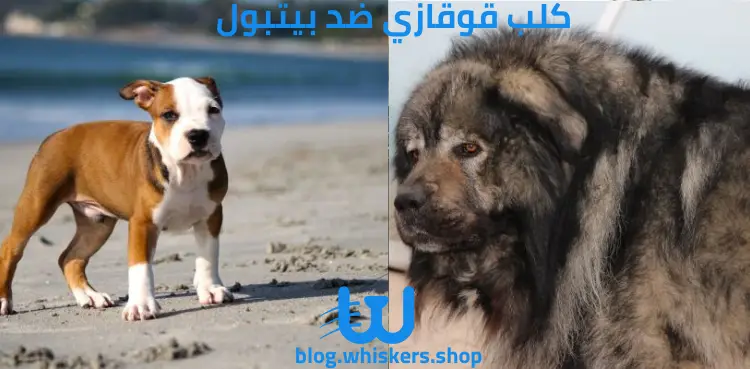 كلب قوقازي ضد بيتبول