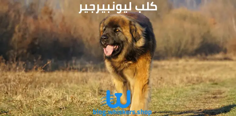 كلب ليونبيرجير Leonberger