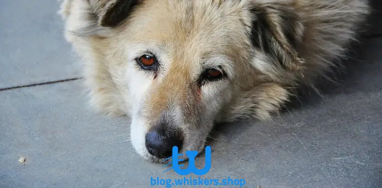 نتبلغع 4 كيفية علاج صديد اللبن عند الكلاب: 6 طرق فعالة 1 كيفية علاج صديد اللبن عند الكلاب: 6 طرق فعالة