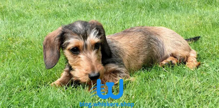 11 1 كل ما تريد معرفته عن كلب الدشهند Dachshund -  معلومات، صور وأكثر 143 كل ما تريد معرفته عن كلب الدشهند Dachshund -  معلومات، صور وأكثر