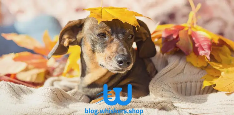 55 1 كل ما تريد معرفته عن كلب الدشهند Dachshund -  معلومات، صور وأكثر 13 كل ما تريد معرفته عن كلب الدشهند Dachshund -  معلومات، صور وأكثر