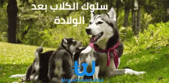 سلوك الكلاب بعد الولادة
