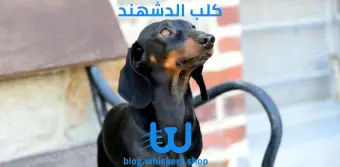 كلب الدشهند Dachshund