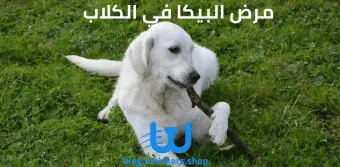 مرض البيكا أو اضطرابات البيكا